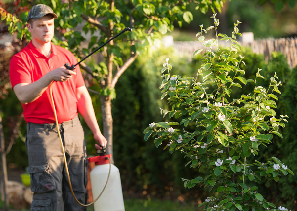 Gärtner bringt Insektizid-Dünger auf seine Obstbäume - Foto, Bild