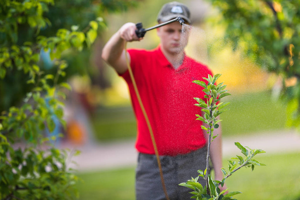 Gardener applying an insecticide fertilizer to his fruit shrubs - Photo, Image