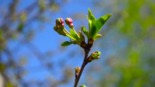 beautiful buds on branch of cherry in spring, against blue sky, closeup - Footage, Video