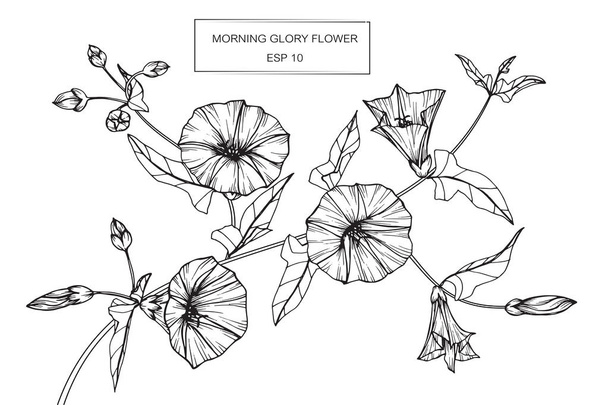 Morning glory květy kreslení a náčrt s perokresba  - Vektor, obrázek