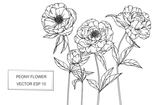 Peony λουλούδια σχέδιο και σκίτσο με το line-art  - Διάνυσμα, εικόνα