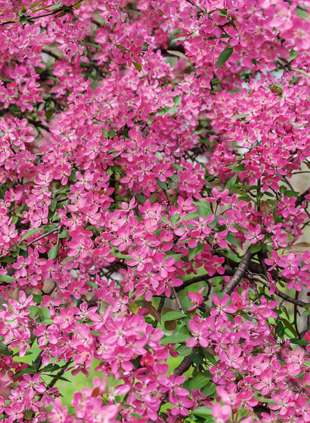 背景にピンクの美しい木花楽園のリンゴの木  - 写真・画像