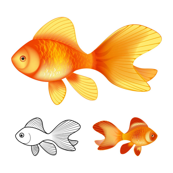3D-vectorillustratie van Goldfishes geïsoleerd op witte achtergrond - Vector, afbeelding
