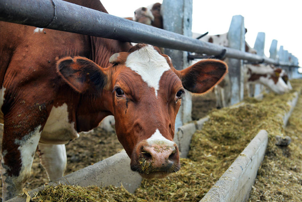 cows eat feed  - Фото, изображение