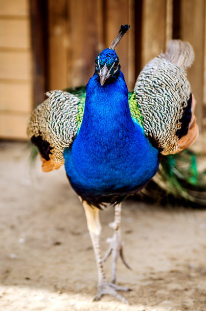 Peacock goes towards the camera and tries to spread his wings. - Foto, afbeelding