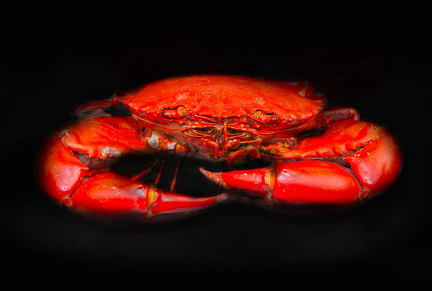 Steamed mud crab, isolated on black background. - Photo, Image