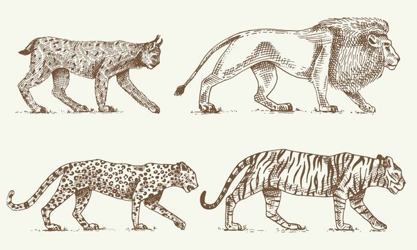 Conjunto de gatos selvagens, Lynx leopardo leão e tigre gravado mão desenhada em estilo antigo esboço, animais vintage
 - Vetor, Imagem