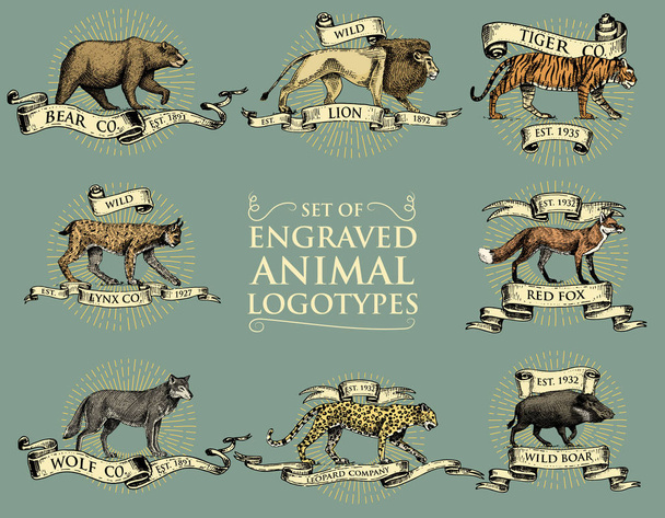 μεγάλη σειρά από vintage εμβλήματα, λογότυπα ή διακριτικά με άγρια ζώα τίγρη, βασιλιάς των λιονταριών, bobcat lynx λεοπάρδαλη και αγριογούρουνο, αρκούδα και λύκος, αλεπού κόκκινο χέρι, χαραγμένο - Διάνυσμα, εικόνα