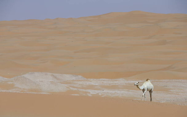 Kameli liwa autiomaassa
 - Valokuva, kuva