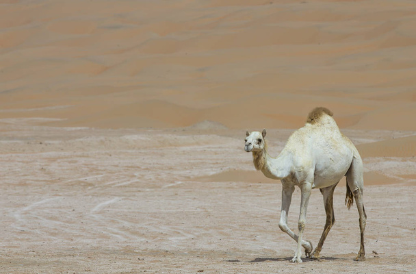 Kameli liwa autiomaassa
 - Valokuva, kuva