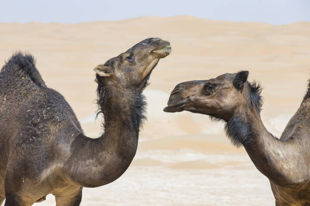 kamelit Liwa autiomaassa
 - Valokuva, kuva