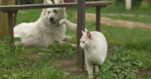 Witte kat en witte hond spelen op gras. - Video