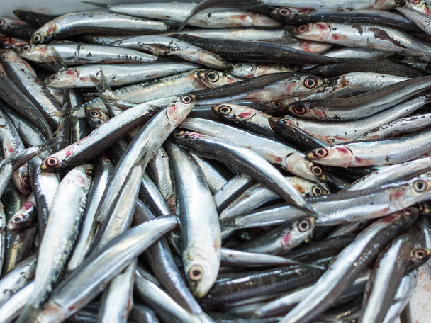 Acciuga europea in un mercato ittico
 - Foto, immagini