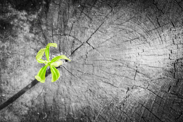  Nuevo crecimiento del árbol en el tronco muerto como concepto de negocio puede ser el éxito
 - Foto, Imagen
