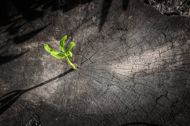  Новое дерево растет на мертвом пне, так как бизнес-концепция может быть успешной
 - Фото, изображение