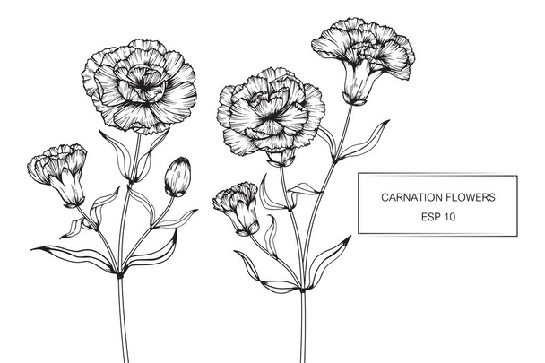 カーネーションの花を描くとライン アートとスケッチ  - ベクター画像
