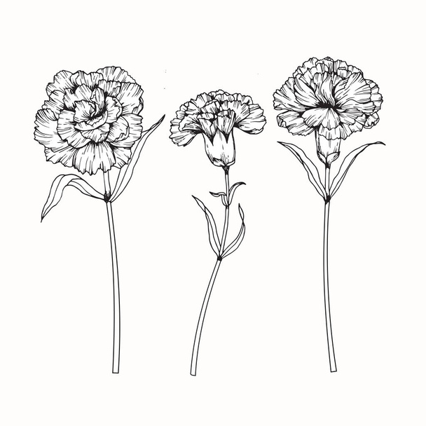 Goździk kwiat rysunek i szkic z linii sztuka  - Wektor, obraz