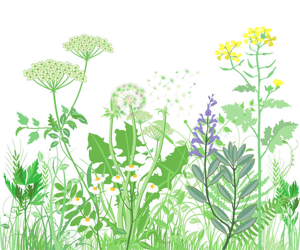 Zioła i dzikich kwiatów. Ilustracja botaniczna - Wektor, obraz