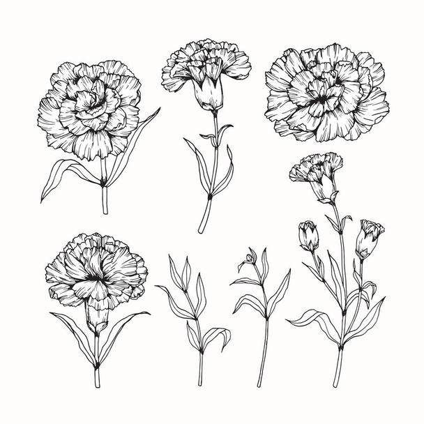 Carnation flowers drawing and sketch with line-art  - Vector, Image