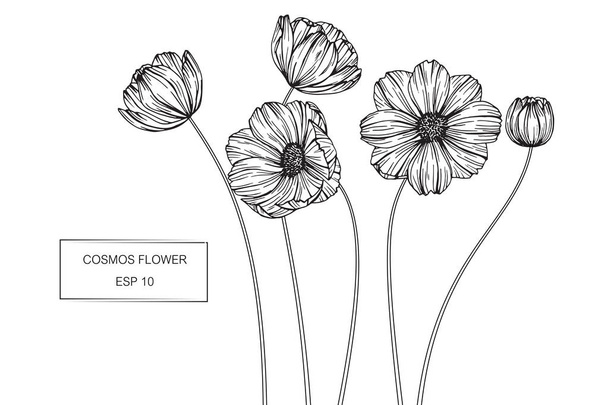 Kosmos květiny kreslení a náčrt s perokresba  - Vektor, obrázek