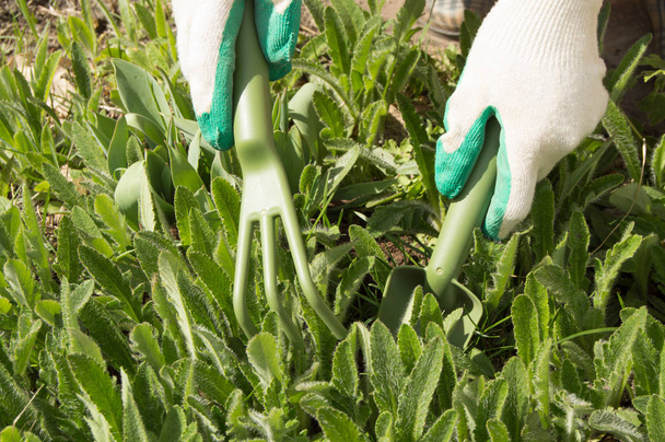 Nainen puutarhanhoitohanskat kädessä rake ja lapio, hoitaa kasveja puutarhassa
 - Valokuva, kuva