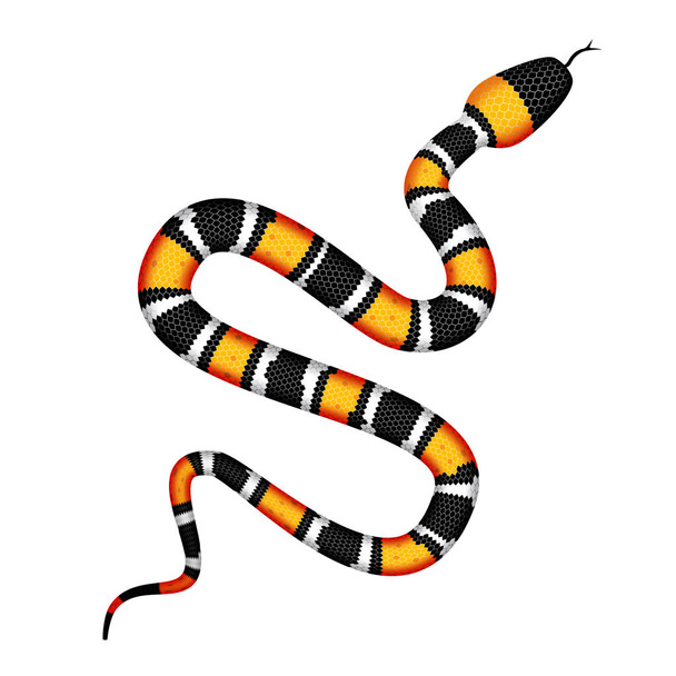 Vector 3d Illustration of Coral Snake or Micrurus Isolated on White - Vector, Image