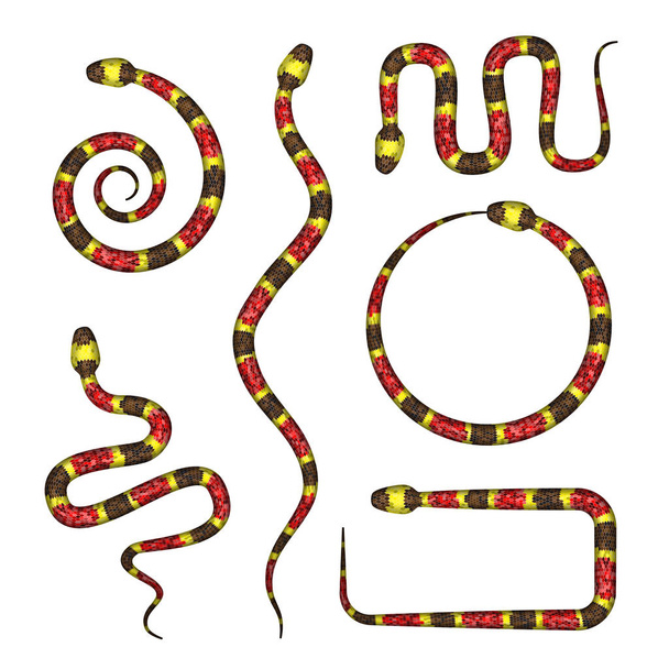 Vektor 3d ilustrace Coral Snake nebo Micrurus izolované na bílém - Vektor, obrázek