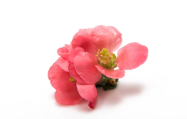 small Flower chaenomeles  - Photo, Image