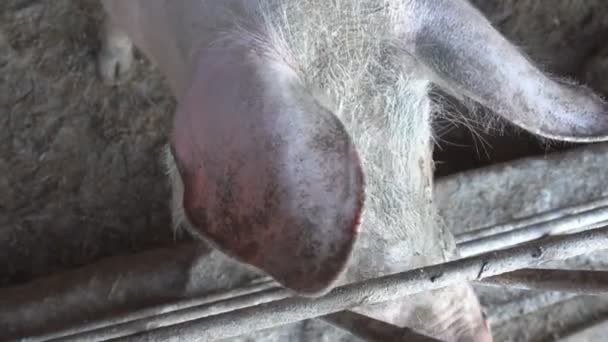 Cerdo en la granja dentro de una pocilga
 - Imágenes, Vídeo
