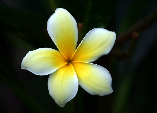 Plumeria Alba Flower Close-up - Φωτογραφία, εικόνα