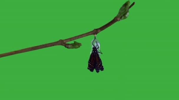 Egy feltörekvő chrysalis zöld képernyő változat uralkodó pillangó - Felvétel, videó