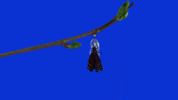 蛹ブルー スクリーン バージョンから出てくるモナーク蝶 - 映像、動画
