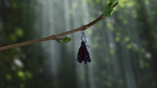 Un papillon monarque émergeant de la chrysalide dans des bois spectaculaires
 - Séquence, vidéo