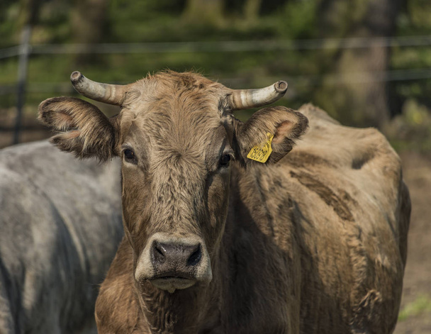 Mucche sul prato verde primaverile
 - Foto, immagini
