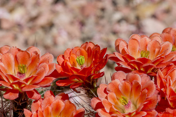 Piękne kwiaty kwitnące dzikie cactus pustynia. - Zdjęcie, obraz