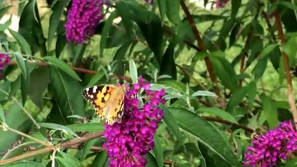 Painted lady, Cynthia cardui, sitting on summer lilac - Footage, Video