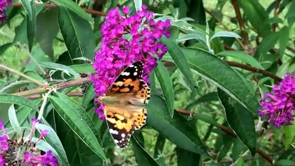 Painted lady, Cynthia cardui, sitting on lilac - Footage, Video