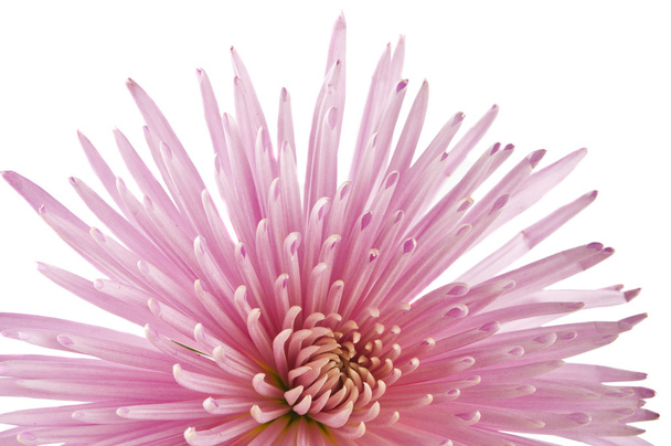 beautiful chrysanthemum flower isolated - Photo, Image