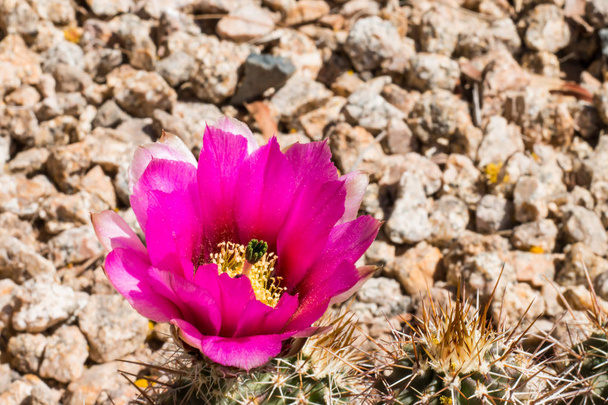 Kaktus różowe kwiaty na pustyni. - Zdjęcie, obraz