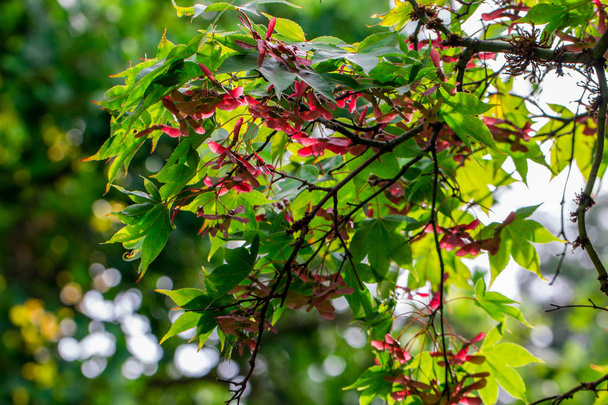 çiçekli Japon kırmızı akçaağaç. - Fotoğraf, Görsel