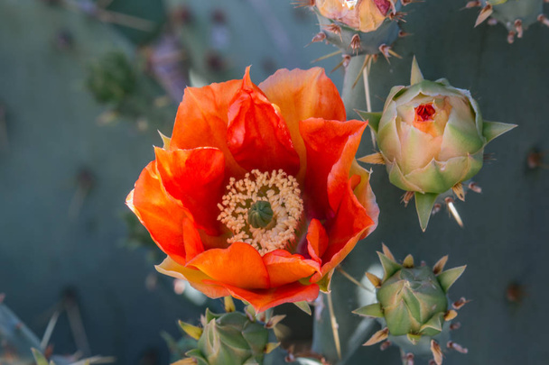 Naranja espinosa flor de cactus de pera
 - Foto, imagen