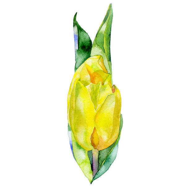 Yellow, beautiful, garden, decorative tulip. Spring, summer, feminine, first, purple flower. A fragrant, fresh, beautiful flora. Watercolor. Illustration - Foto, Bild