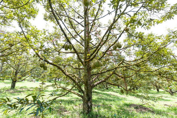 Мон-Тонг дуріан, король тропічних фруктів на дереві
 - Фото, зображення