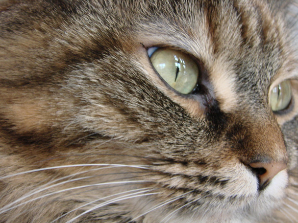 Tabby macska közelkép - Fotó, kép