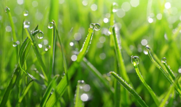 Fresh green blades of grass with dew drops - Photo, Image