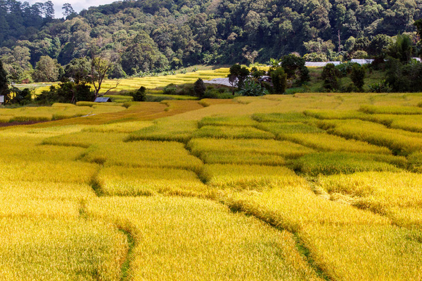 Green Terraced Rice Field em Mae Klang Luang, Mae Chaem, Chiang Mai, Tailândia
 - Fotografia, imagem