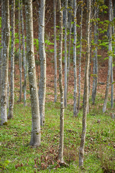 Floresta de árvores de chifres
 - Foto, Imagem
