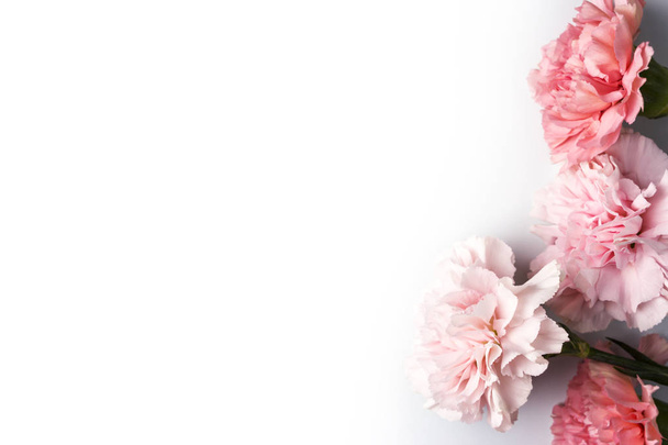 コピー スペースで白い背景に分離されたピンクのカーネーションの花  - 写真・画像