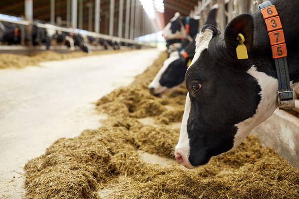 Stado krów jedzących siano w oborze w gospodarstwie mleczarskim - Zdjęcie, obraz