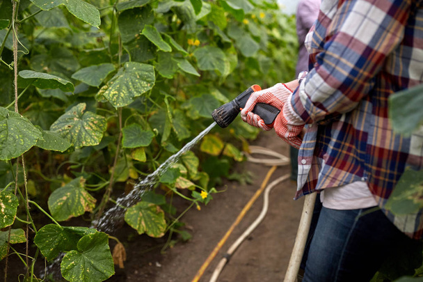farmer with garden hose watering at greenhouse - Zdjęcie, obraz